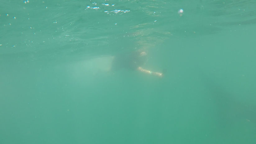 Whale Shark-2